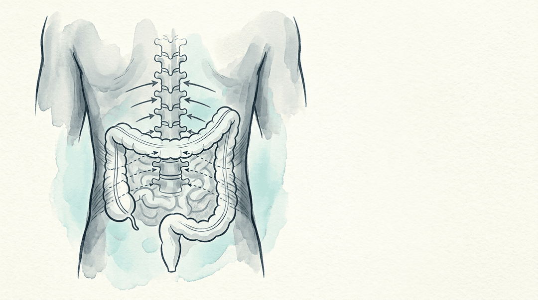 Illustrazione editoriale: IBS misto con lombalgia cronica e facilitazione segmentaria multilivello T10-L2