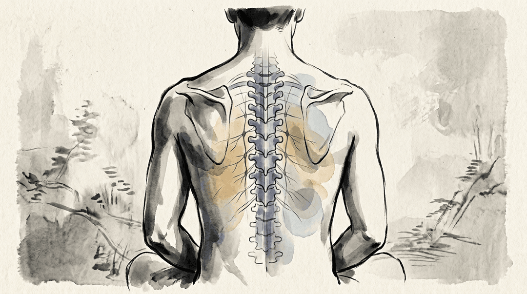 Illustrazione editoriale: interazione visceri-colonna-sistema nervoso con dolore dorsale medio, correlazione viscerale e facilitazione T4-T8