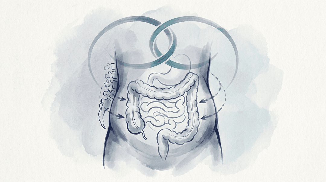 Illustrazione editoriale: intestino irritabile con dolore addominale, gonfiore cronico, lombalgia riflessa e coordinamento multidisciplinare